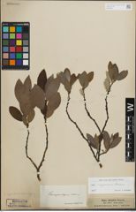 Foto von Salix lapponum L. x Salix silesiaca Willd.